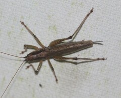 Larifugagraecia spuria