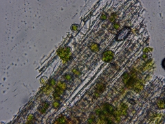 Chaenotheca laevigata