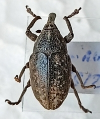 Larinus carinirostris