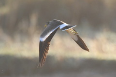 Vanellus senegallus
