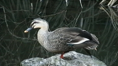 Anas zonorhyncha