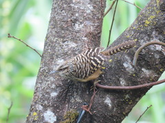 Campylorhynchus zonatus