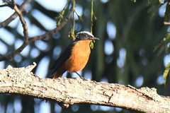 Cossypha albicapillus