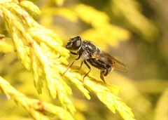 Cheilosia caerulescens
