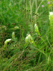 Trinia kitaibelii