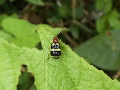 Gynandrobrotica ventricosa