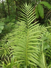 Cyclosorus interruptus