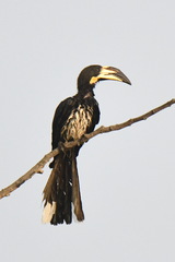 Lophoceros fasciatus