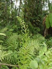 Cyclosorus interruptus