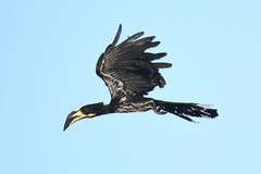 Lophoceros fasciatus