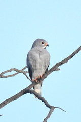 Kaupifalco monogrammicus