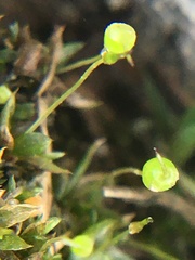 Physcomitrium pyriforme