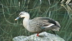 Anas zonorhyncha