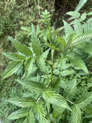 Rubus rosifolius