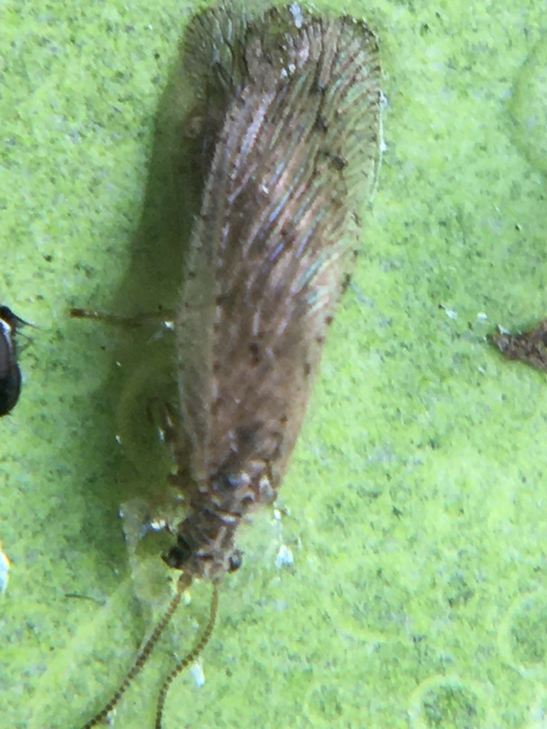 Antique Brown Lacewing from Kreuger Dr, Jonesboro, AR, US on January 23 ...