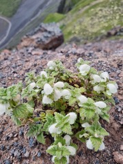 Lamium tomentosum