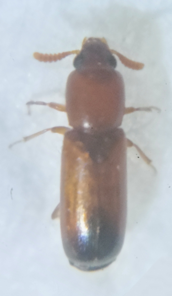 Corticeus rufithorax
