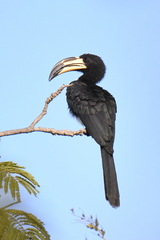 Lophoceros fasciatus