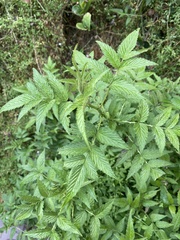 Rubus rosifolius