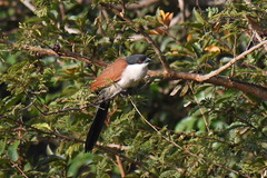 Centropus senegalensis