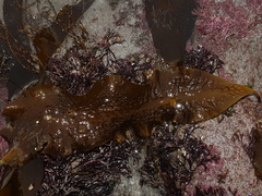 Saccharina latissima
