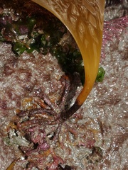 Saccharina latissima