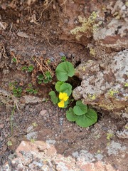 Viola caucasica