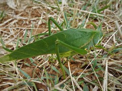 Philophyllia guttulata