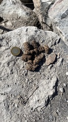 Bassariscus