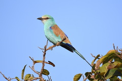Coracias abyssinicus