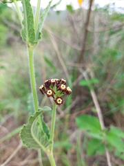 Oxypetalum arnottianum