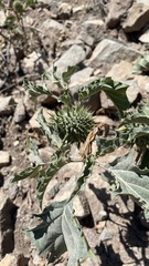 Datura