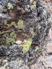 Rhizoplaca chrysoleuca