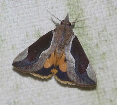 Hypocala guttiventris