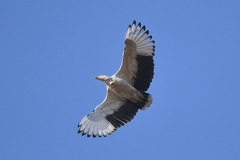 Gypohierax angolensis