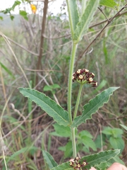 Oxypetalum arnottianum