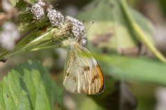 Colotis etrida