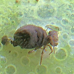 Symphypleona