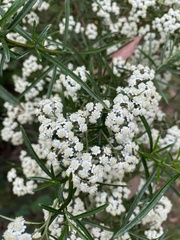Ozothamnus ferrugineus
