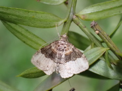 Epyaxa lucidata
