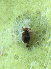 Symphypleona