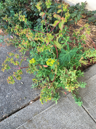 Euphorbia oblongata iNat (1)