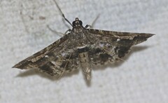 Merodictya marmorata