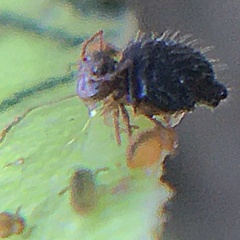 Allacma fusca