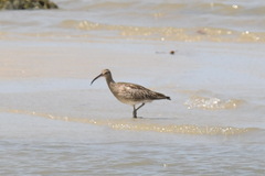 Numenius phaeopus