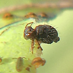 Allacma fusca