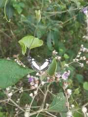 Janatella leucodesma