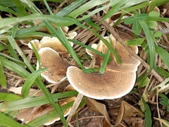 Trametes flavida