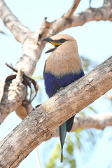 Coracias cyanogaster