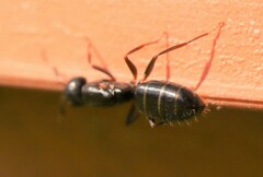Camponotus fallax